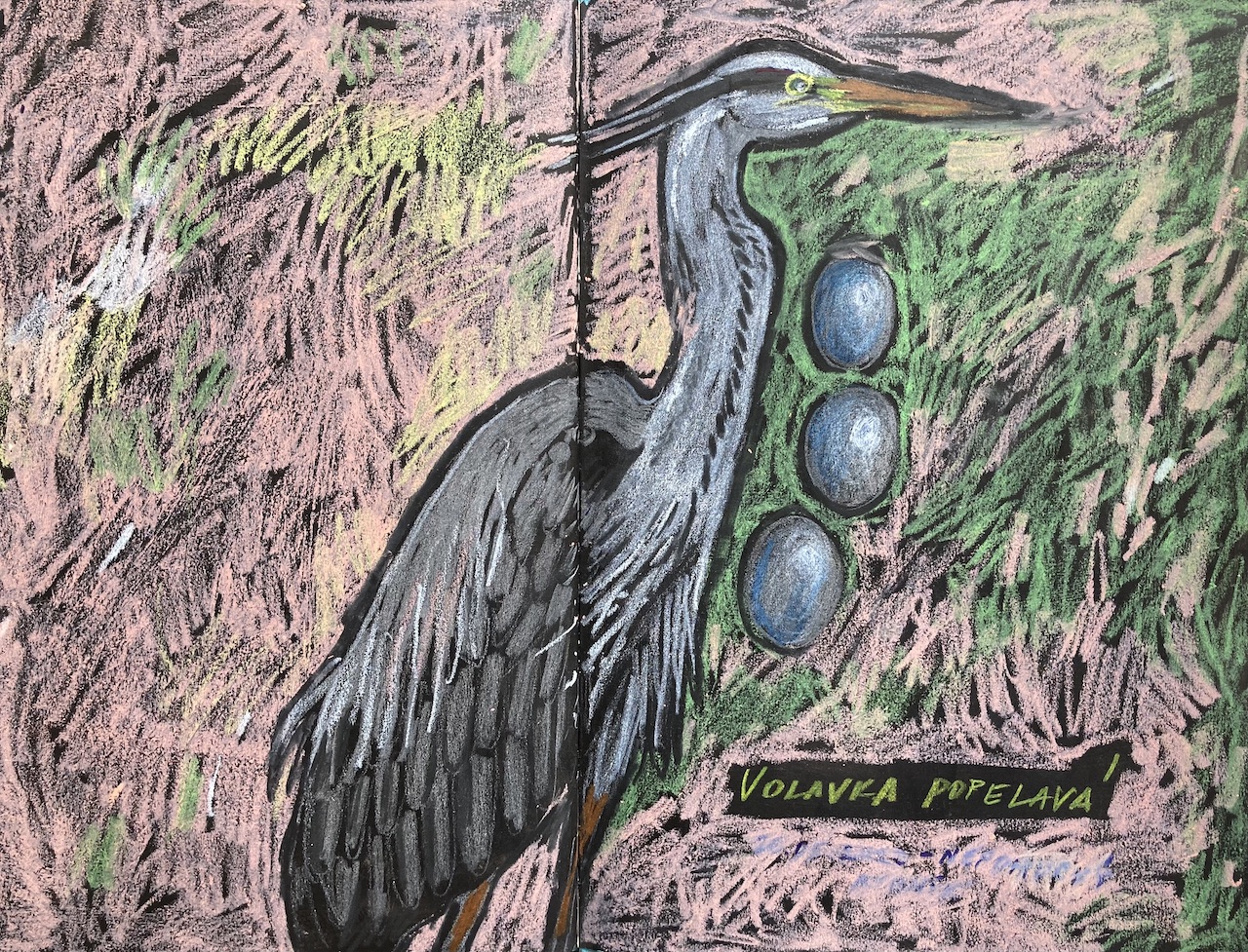Bird